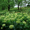 アナベルの森　～神戸市森林植物園Ⅲ～