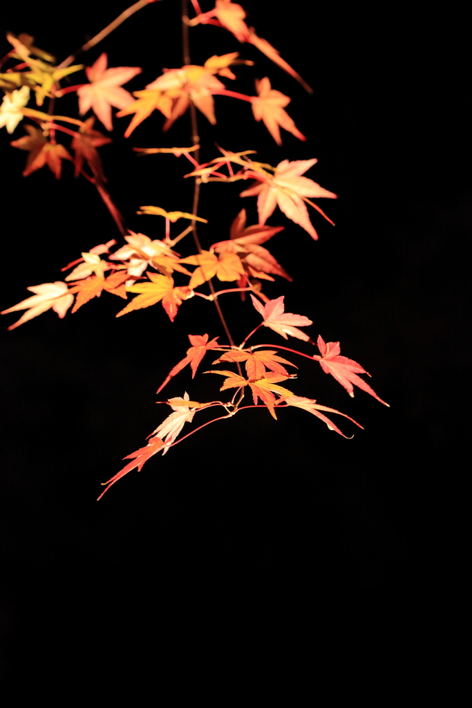 秋の夜