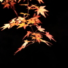 秋の夜