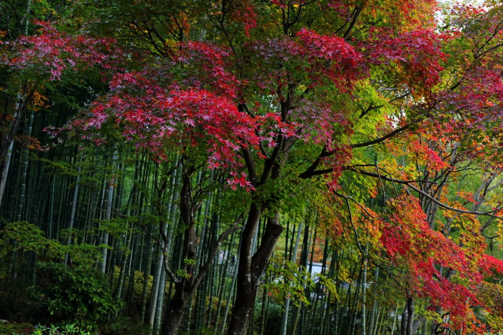 竹林と紅葉Ⅰ