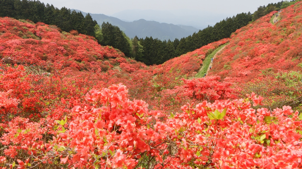 一目百万本　～葛城山、つつじ園～