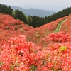 一目百万本　～葛城山、つつじ園～