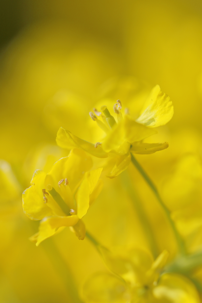 菜の花Ⅰ