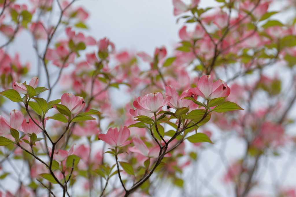 華やかな季節へ