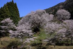 桜の貫禄