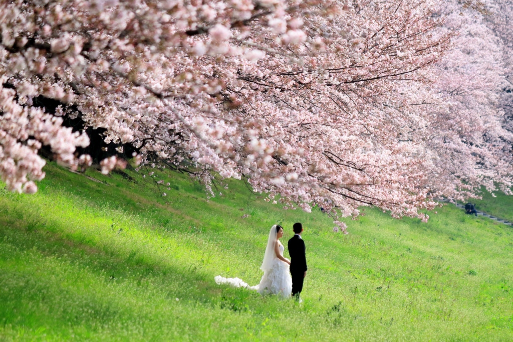 桜の祝福をいっぱいに