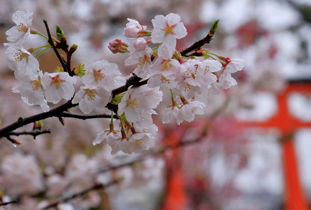 京都桜めぐり　～上賀茂神社～