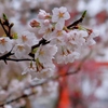 京都桜めぐり　～上賀茂神社～