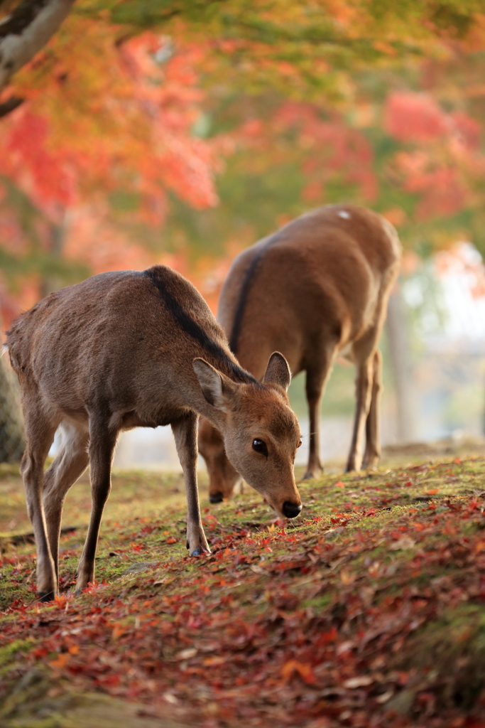 秋鹿　～奈良公園の秋～
