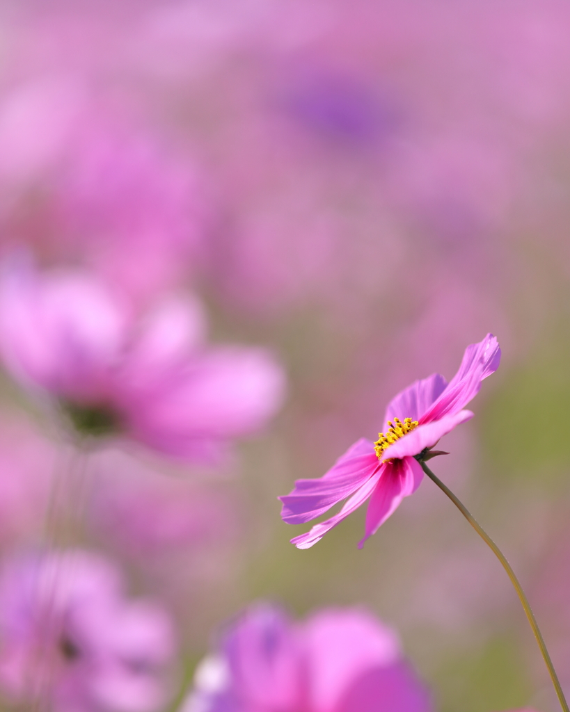 秋桜