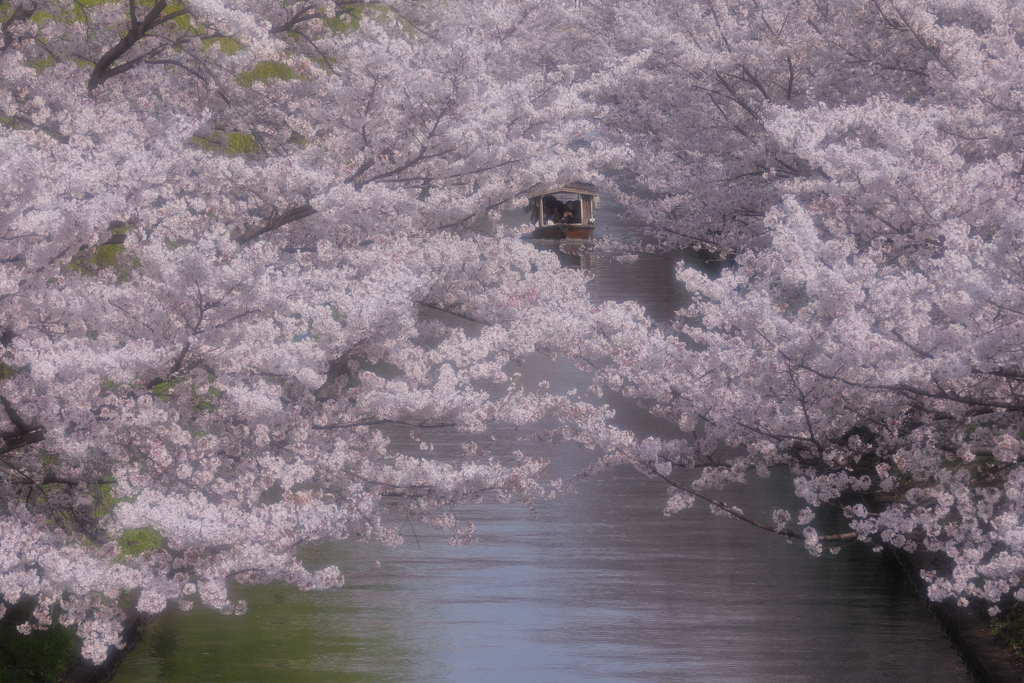 桜満開