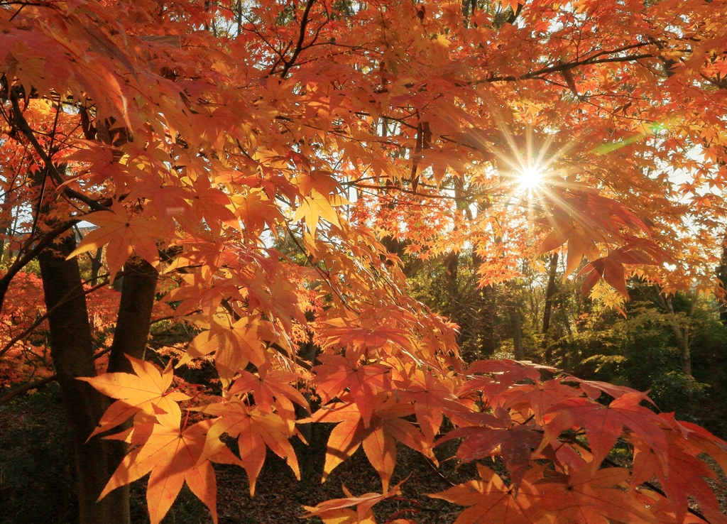 紅葉クライマックス！！　～私市植物園より～