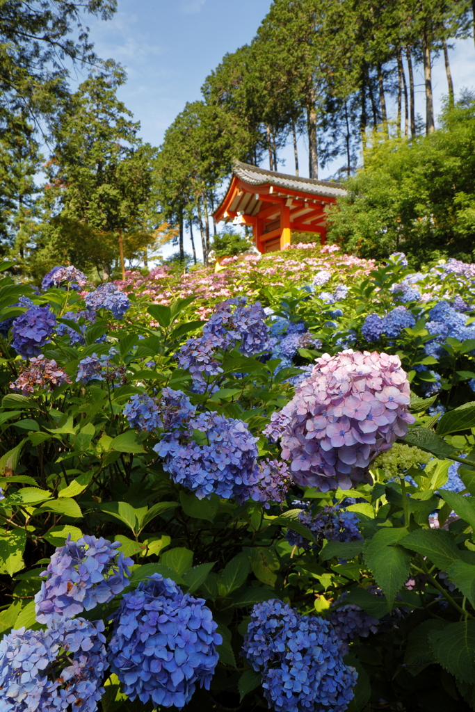 紫陽花乱舞