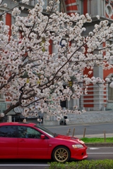 街の桜