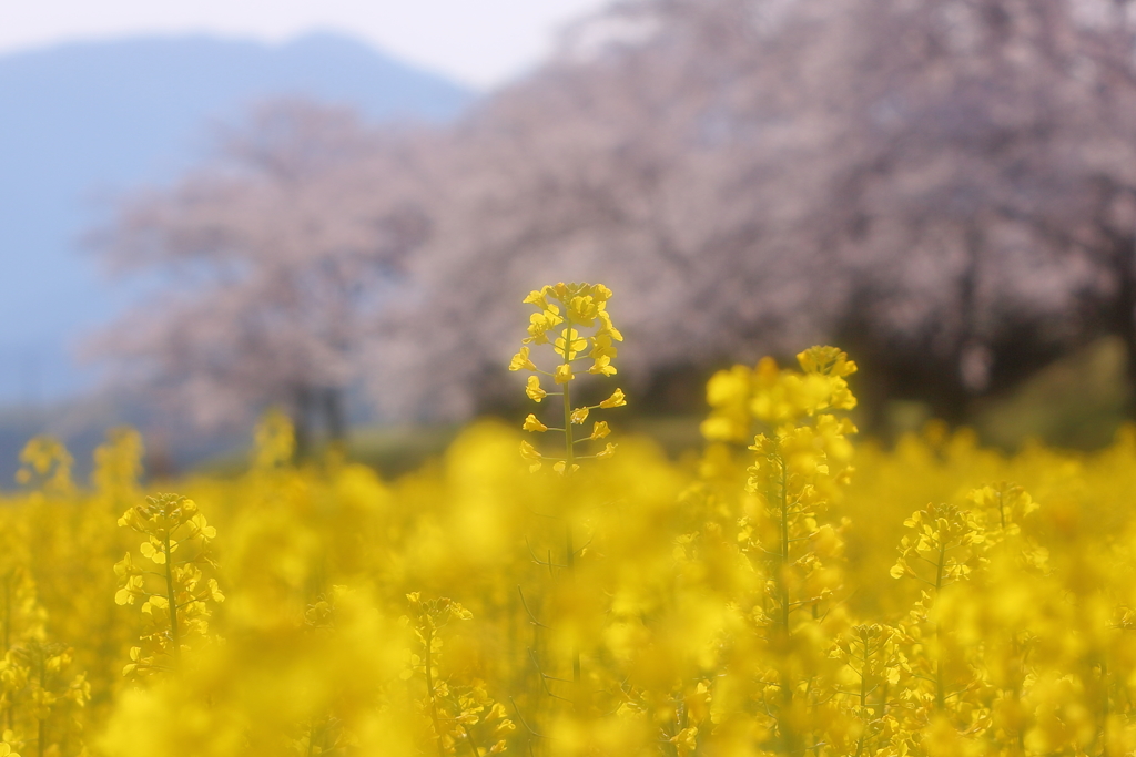 すこしだけ背伸びして　～藤原宮跡Ⅱ～
