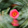 花と遊ぶⅣ