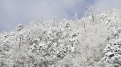 名田庄の雪景色