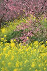 桑田山の雪割桜Ⅲ