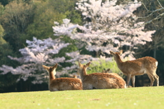 お花見