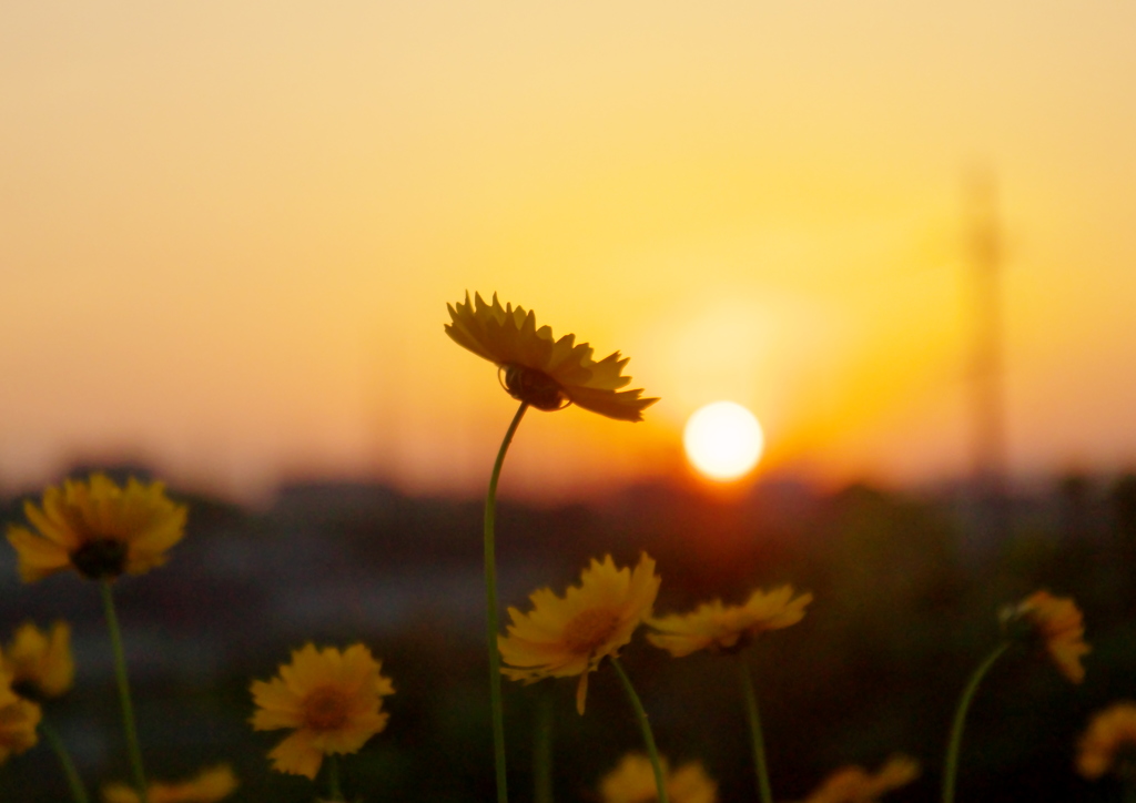 夕暮れさんぽ