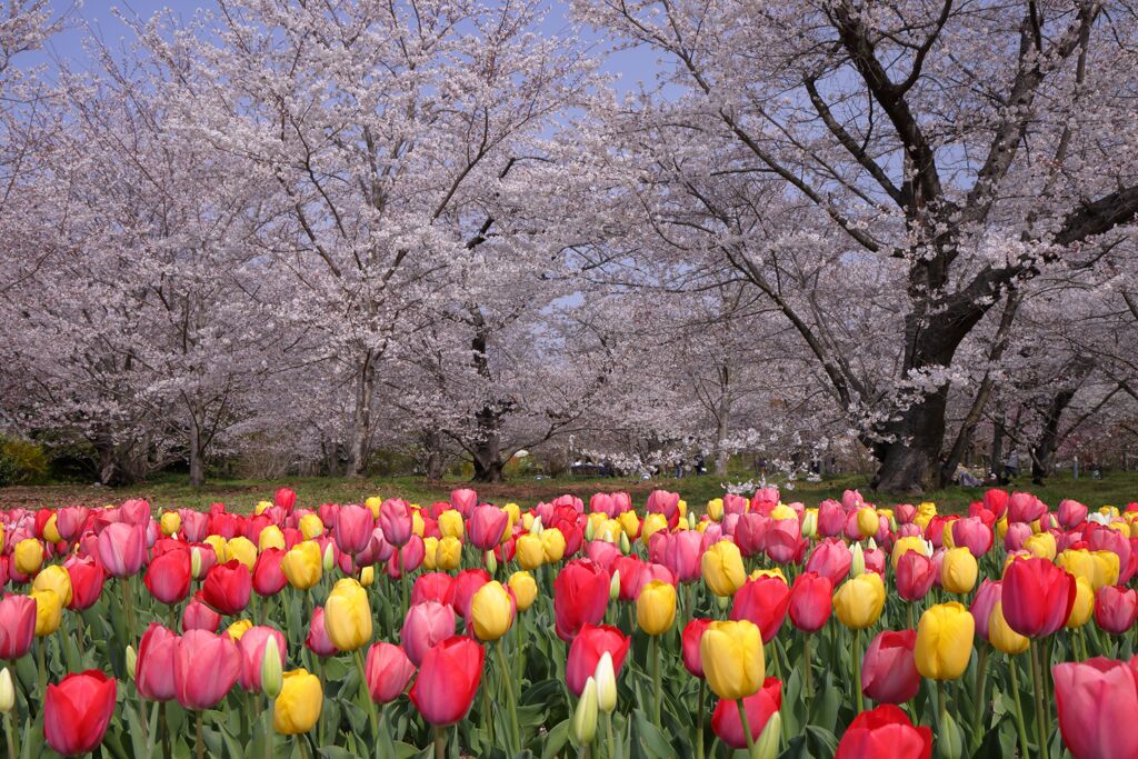 桜とチューリップ