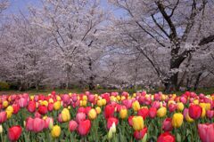 桜とチューリップ