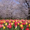 桜とチューリップ