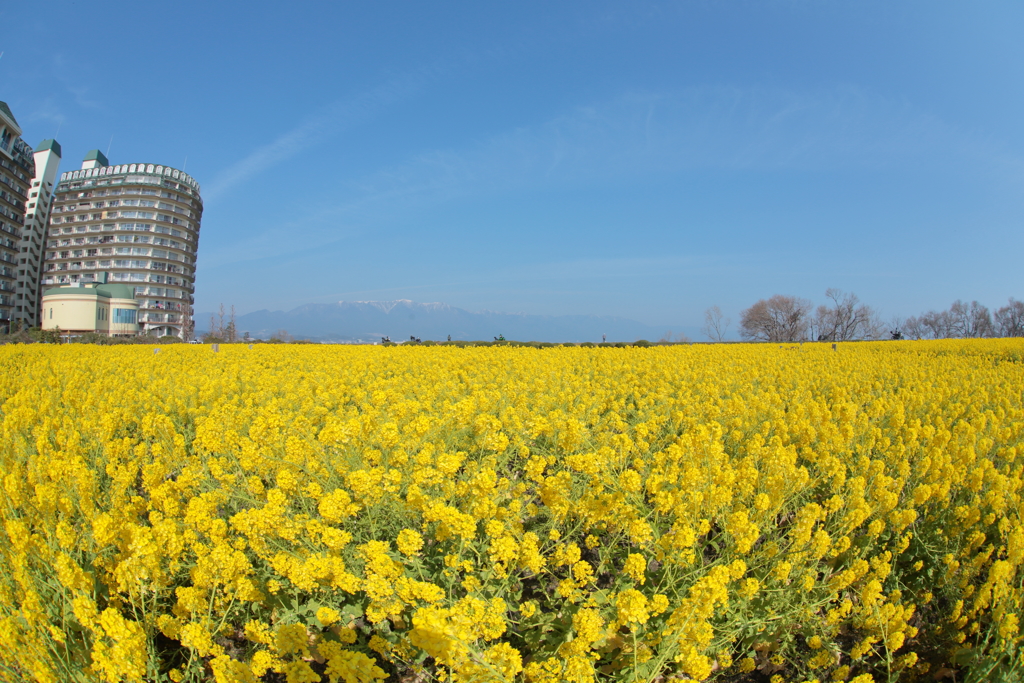 青空と菜の花畑