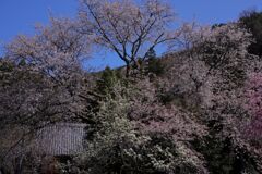 春溢れる古刹