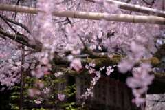 水火天満宮の枝垂れ桜