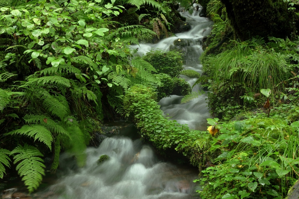 瀞川平の湧水