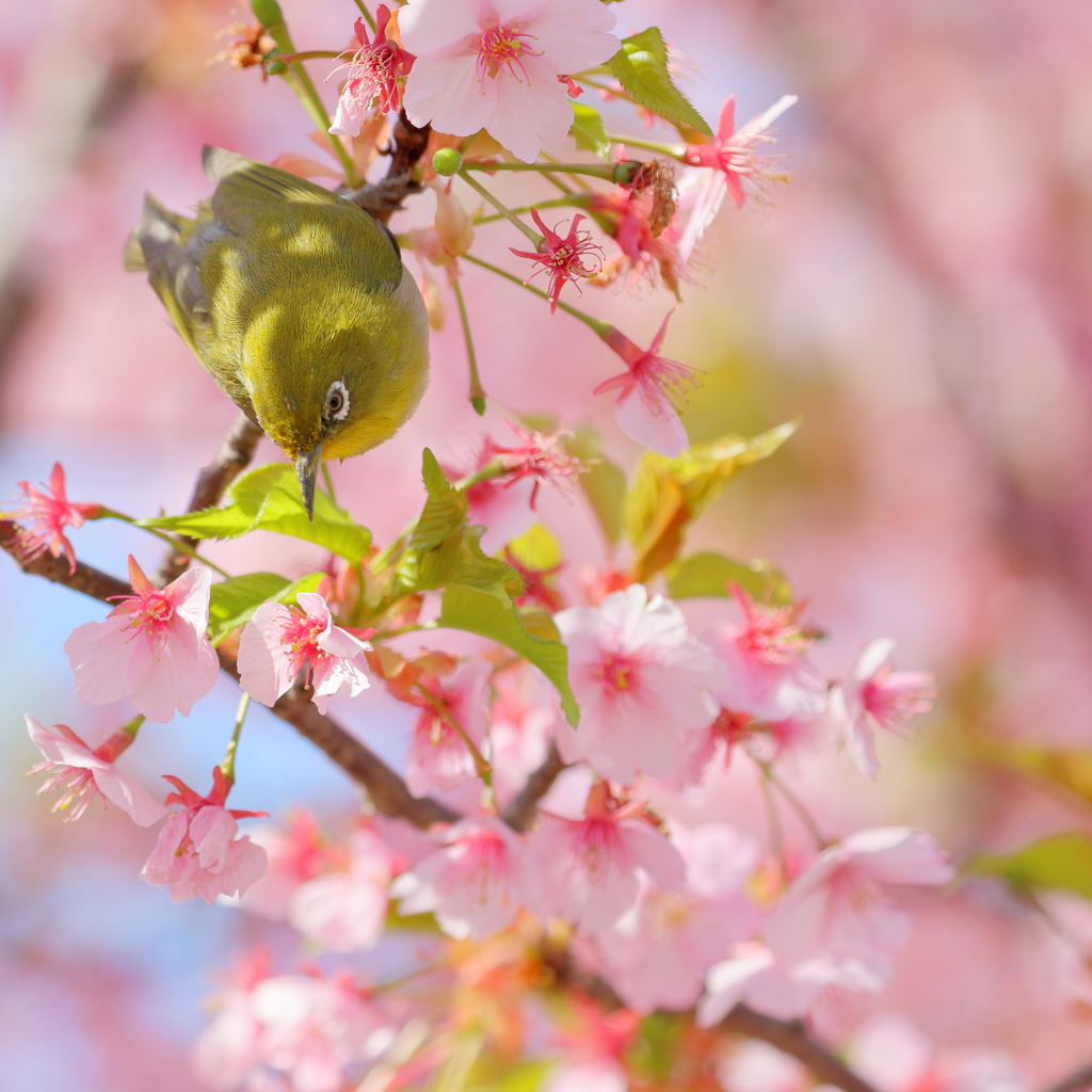 春を告げる鳥たちⅡ