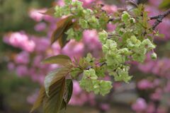緑色の桜