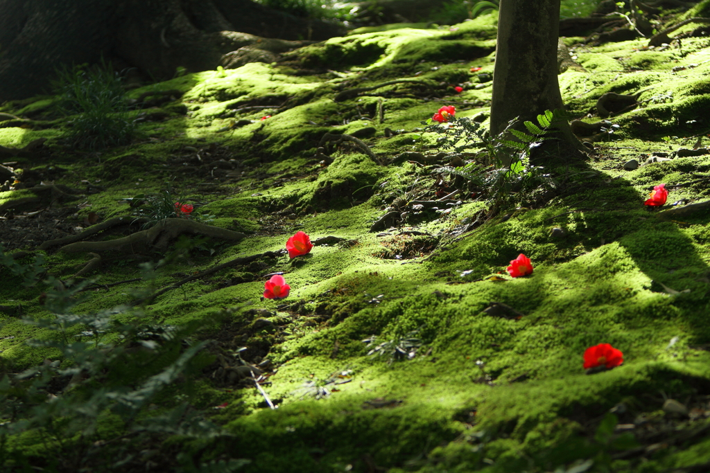 春の山　～源氏物語　花の庭～