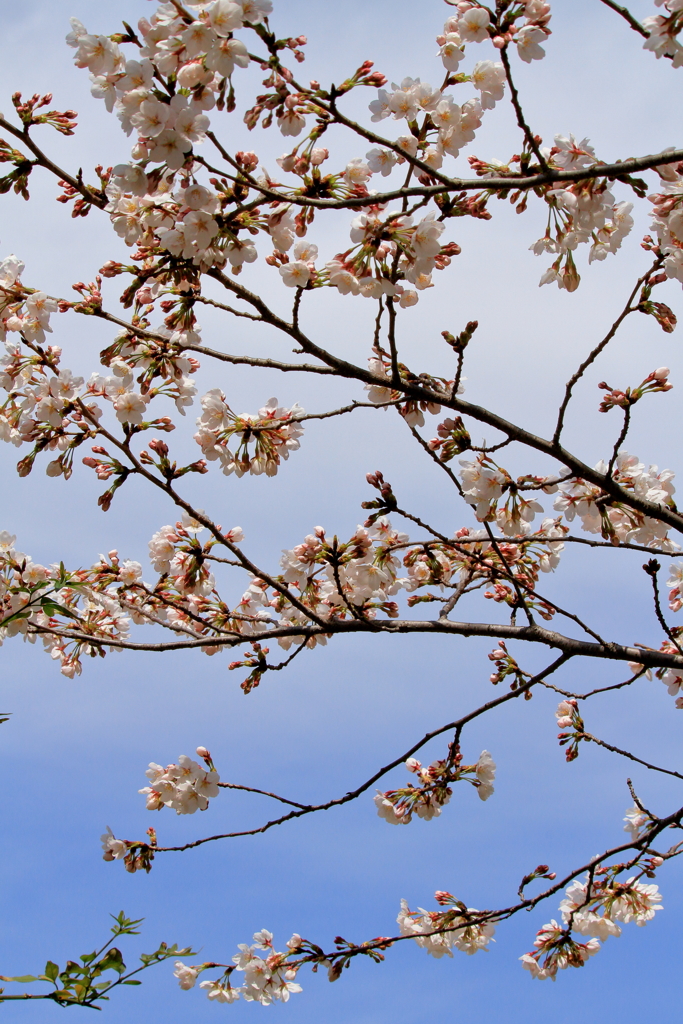 SAKURA & BLUE