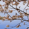 SAKURA & BLUE