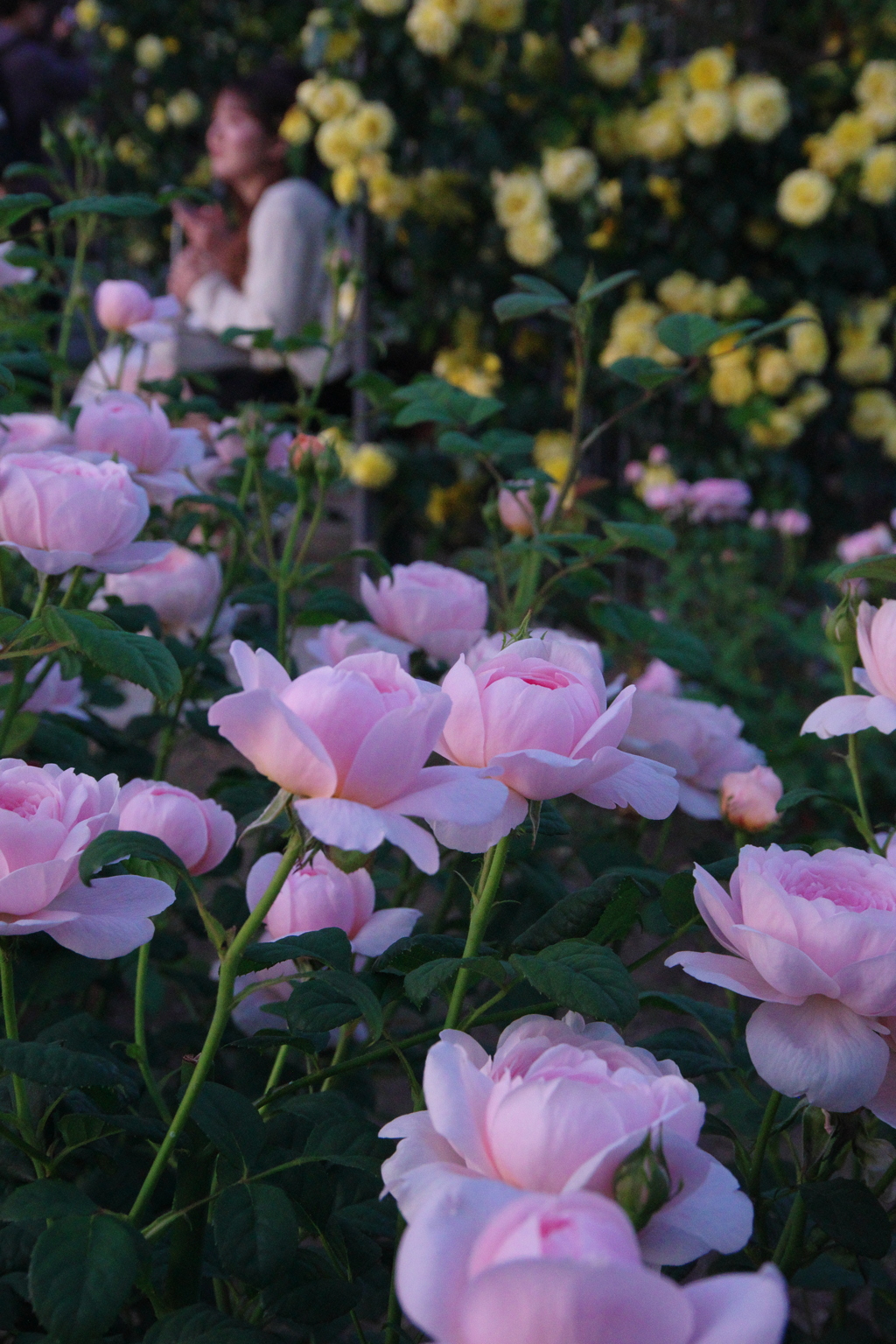 都会の花Ⅰ