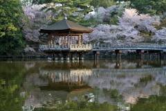 浮見堂　～鷺池の桜～