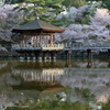 浮見堂　～鷺池の桜～