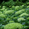 梅雨の花　～神戸市森林植物園Ⅰ～