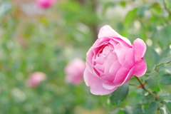 秋の薔薇Ⅴ　～中之島公園バラ園より～