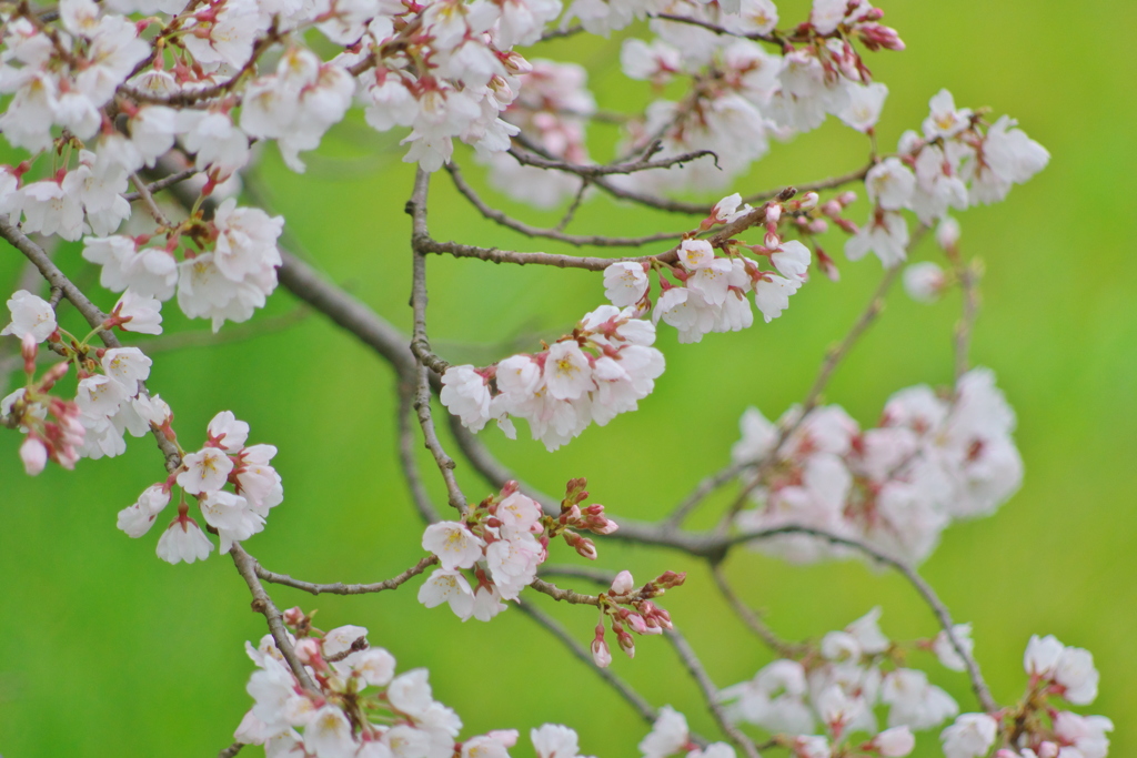 SAKURA & GREEN