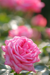 薔薇の花Ⅱ