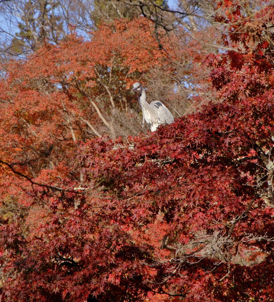 火の鳥