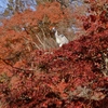 火の鳥