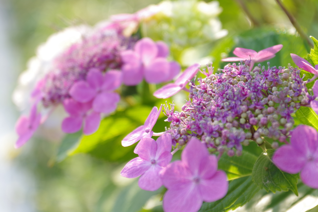 紫陽花