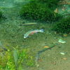 綺麗な水　～忍野八海、底抜池～