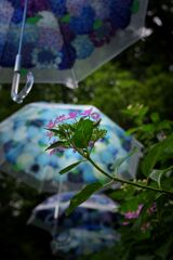 雨に唄えば