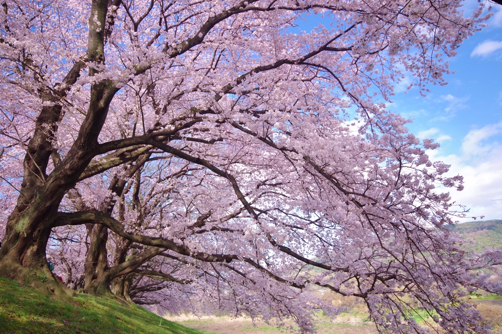 背割堤の桜並木Ⅱ