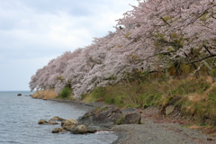 海津大崎の桜Ⅱ